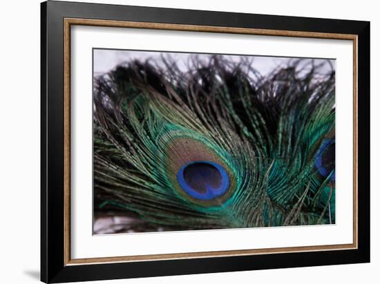 Peacock Feathers 2-Erin Berzel-Framed Photographic Print