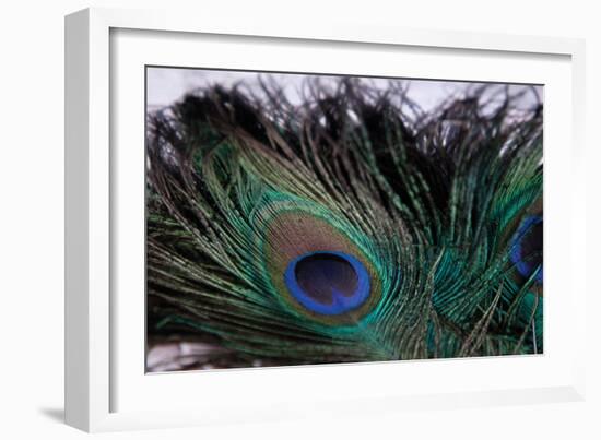 Peacock Feathers 2-Erin Berzel-Framed Photographic Print