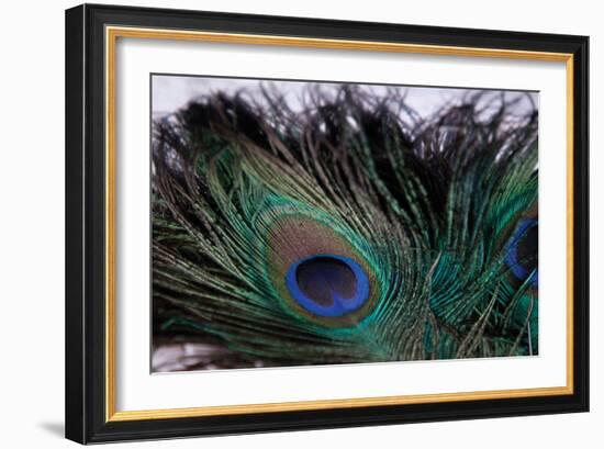 Peacock Feathers 2-Erin Berzel-Framed Photographic Print