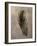 Peacock Feathers II-Natasha Wescoat-Framed Giclee Print