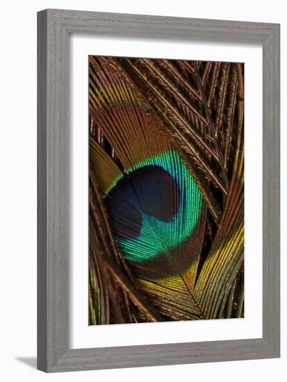 Peacock Feathers II-Vision Studio-Framed Art Print