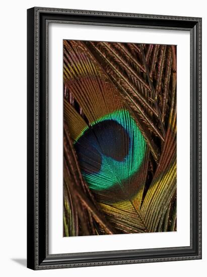 Peacock Feathers II-Vision Studio-Framed Art Print