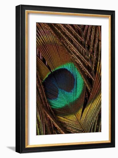 Peacock Feathers II-Vision Studio-Framed Art Print
