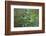 Peacock Feathers, Manila, Philippines-Keren Su-Framed Photographic Print