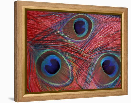 Peacock Feathers Pattern, Washington, USA-Jamie & Judy Wild-Framed Premier Image Canvas