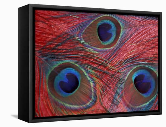 Peacock Feathers Pattern, Washington, USA-Jamie & Judy Wild-Framed Premier Image Canvas