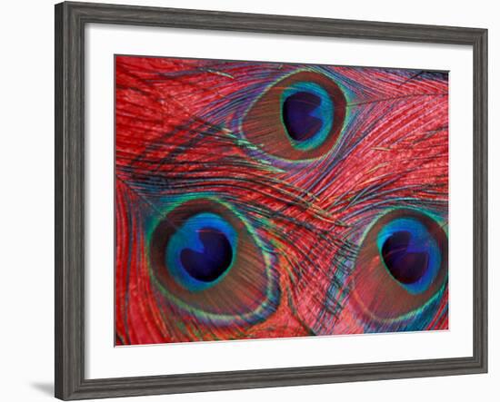 Peacock Feathers Pattern, Washington, USA-Jamie & Judy Wild-Framed Photographic Print