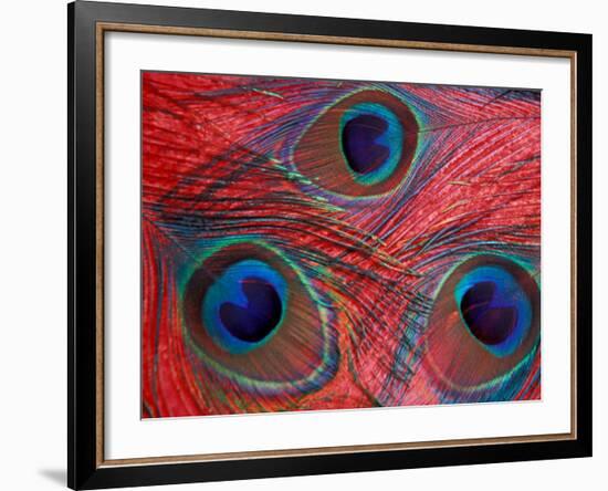 Peacock Feathers Pattern, Washington, USA-Jamie & Judy Wild-Framed Photographic Print