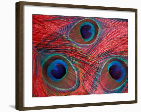 Peacock Feathers Pattern, Washington, USA-Jamie & Judy Wild-Framed Photographic Print