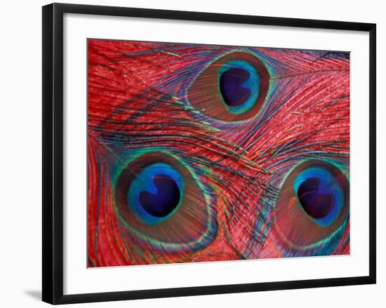 Peacock Feathers Pattern, Washington, USA-Jamie & Judy Wild-Framed Photographic Print