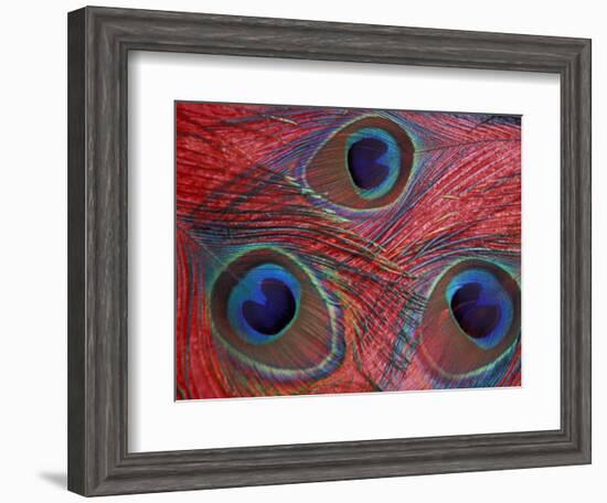 Peacock Feathers Pattern, Washington, USA-Jamie & Judy Wild-Framed Photographic Print