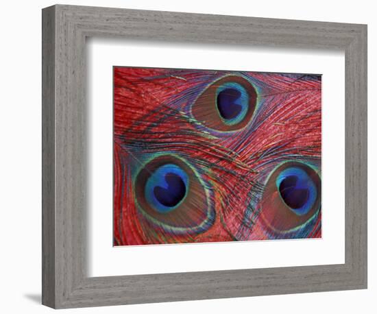 Peacock Feathers Pattern, Washington, USA-Jamie & Judy Wild-Framed Photographic Print