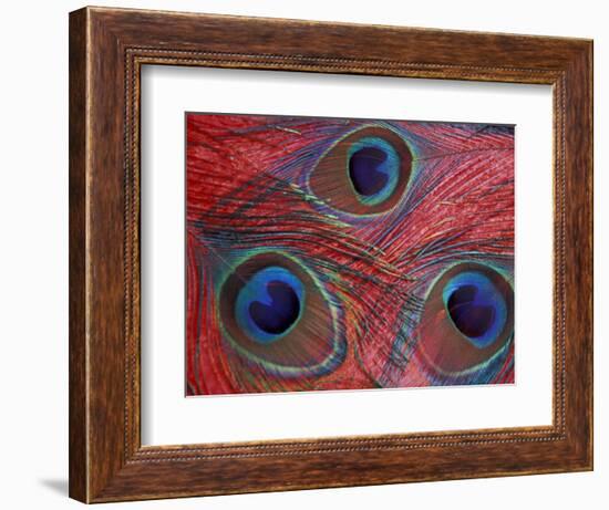 Peacock Feathers Pattern, Washington, USA-Jamie & Judy Wild-Framed Photographic Print