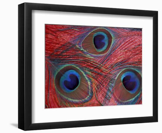 Peacock Feathers Pattern, Washington, USA-Jamie & Judy Wild-Framed Photographic Print