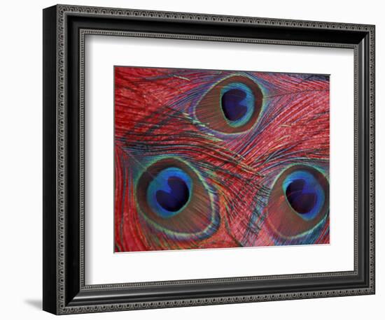 Peacock Feathers Pattern, Washington, USA-Jamie & Judy Wild-Framed Photographic Print