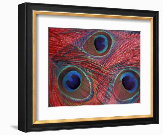 Peacock Feathers Pattern, Washington, USA-Jamie & Judy Wild-Framed Photographic Print