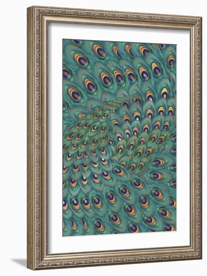 Peacock Feathers-FS Studio-Framed Giclee Print