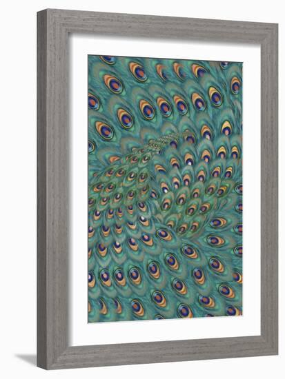 Peacock Feathers-FS Studio-Framed Giclee Print