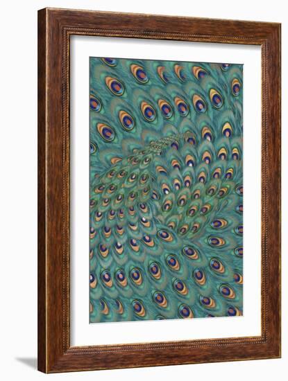Peacock Feathers-FS Studio-Framed Giclee Print