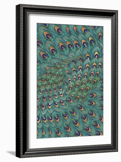 Peacock Feathers-FS Studio-Framed Giclee Print