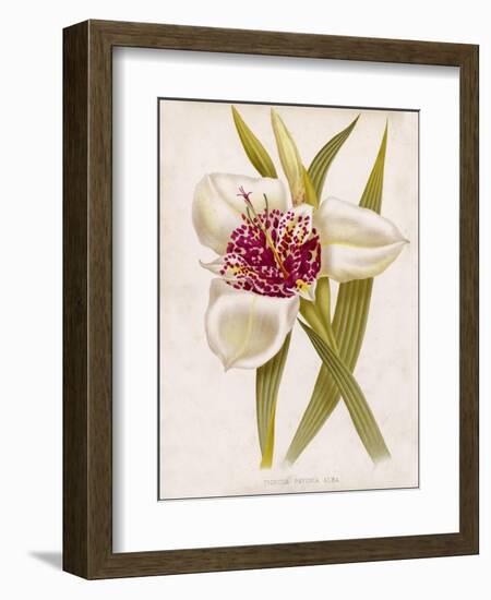 Peacock Flower or Tiger Flower-null-Framed Art Print