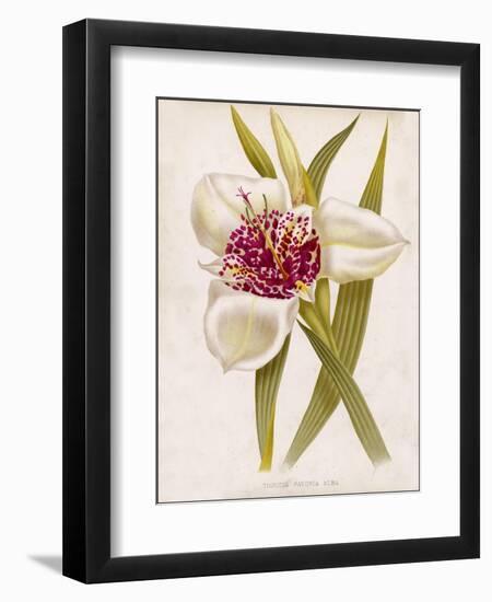 Peacock Flower or Tiger Flower-null-Framed Art Print