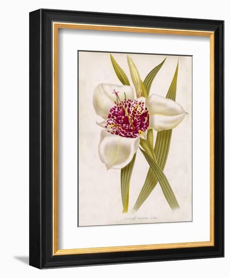 Peacock Flower or Tiger Flower-null-Framed Art Print