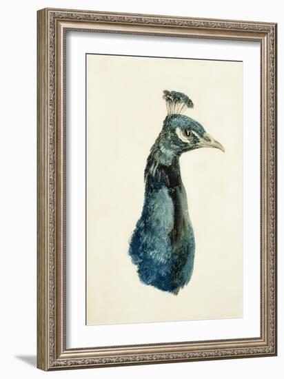 Peacock, from the Farnley Book of Birds, C.1816-J. M. W. Turner-Framed Giclee Print