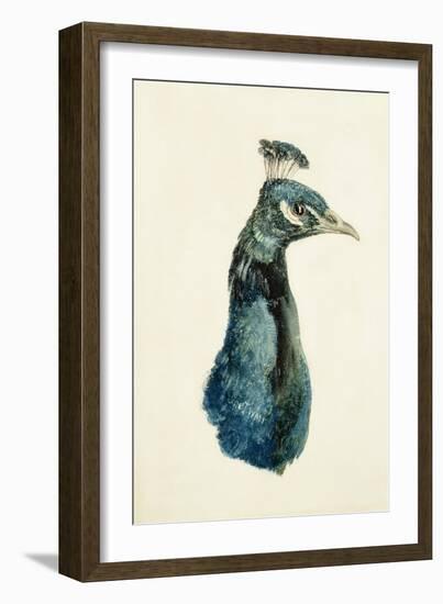 Peacock, from the Farnley Book of Birds, C.1816-J. M. W. Turner-Framed Giclee Print