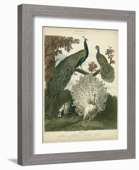 Peacock Gathering-Sydenham Teast Edwards-Framed Art Print