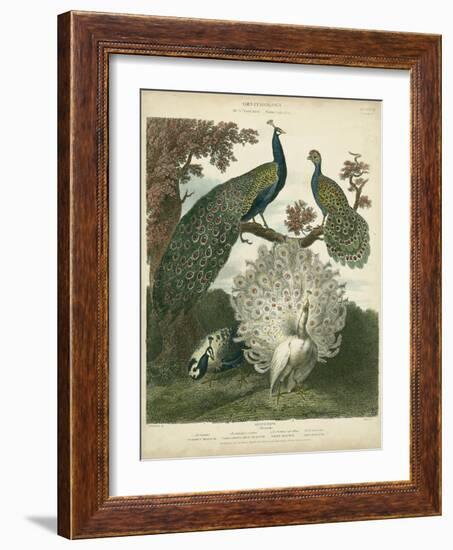 Peacock Gathering-Sydenham Teast Edwards-Framed Art Print