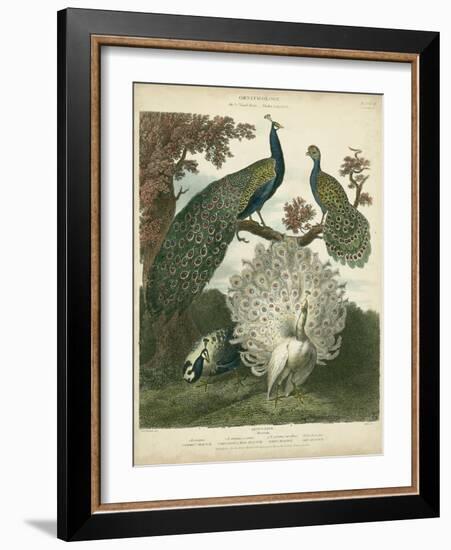 Peacock Gathering-Sydenham Teast Edwards-Framed Art Print