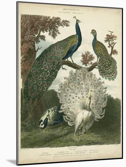 Peacock Gathering-Sydenham Teast Edwards-Mounted Art Print