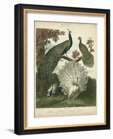 Peacock Gathering-Sydenham Teast Edwards-Framed Art Print