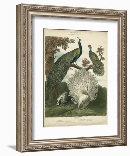 Peacock Gathering-Sydenham Teast Edwards-Framed Art Print