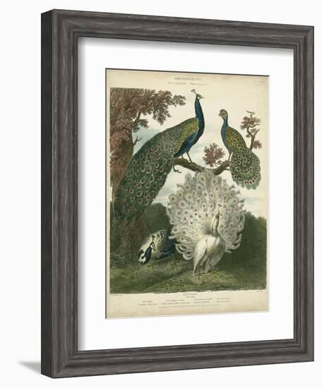 Peacock Gathering-Sydenham Teast Edwards-Framed Art Print