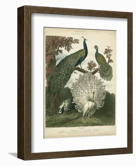 Peacock Gathering-Sydenham Teast Edwards-Framed Art Print