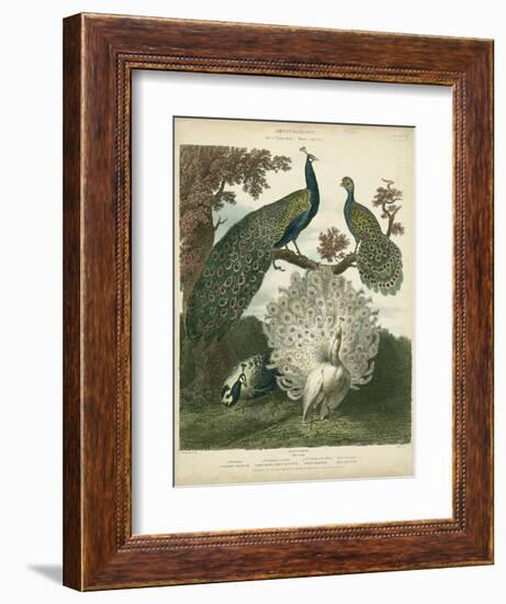 Peacock Gathering-Sydenham Teast Edwards-Framed Art Print