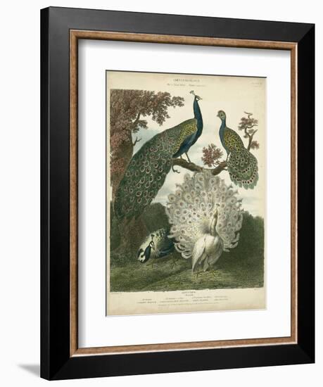 Peacock Gathering-Sydenham Teast Edwards-Framed Art Print