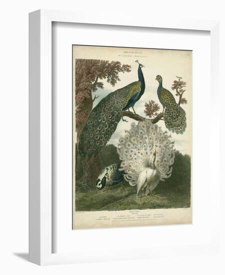 Peacock Gathering-Sydenham Teast Edwards-Framed Art Print