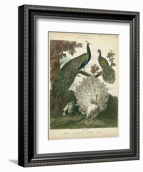 Peacock Gathering-Sydenham Teast Edwards-Framed Art Print