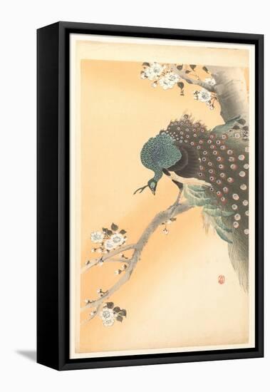 Peacock in a Cherry Tree, 1900-30 (Colour Woodcut)-Ohara Koson-Framed Premier Image Canvas