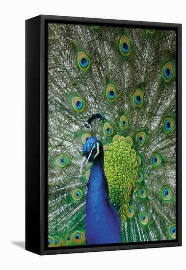Peacock in the Grounds of Belvoir Castle, Leicestershire-null-Framed Premier Image Canvas