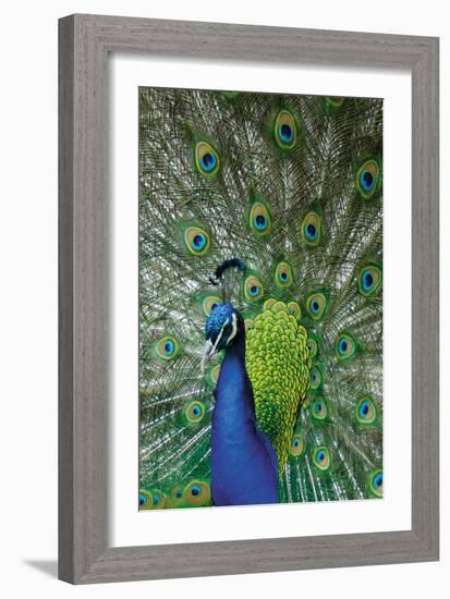 Peacock in the Grounds of Belvoir Castle, Leicestershire-null-Framed Photographic Print