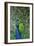 Peacock in the Grounds of Belvoir Castle, Leicestershire-null-Framed Photographic Print