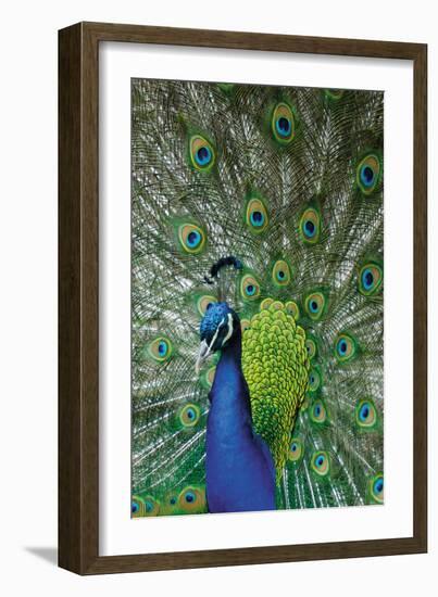 Peacock in the Grounds of Belvoir Castle, Leicestershire-null-Framed Photographic Print