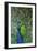 Peacock in the Grounds of Belvoir Castle, Leicestershire-null-Framed Photographic Print