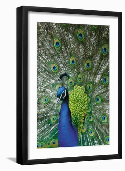 Peacock in the Grounds of Belvoir Castle, Leicestershire-null-Framed Photographic Print