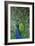 Peacock in the Grounds of Belvoir Castle, Leicestershire-null-Framed Photographic Print