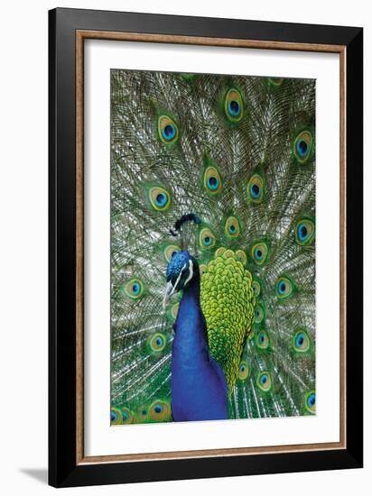 Peacock in the Grounds of Belvoir Castle, Leicestershire-null-Framed Photographic Print